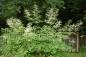 Preview: Aruncus sinensis 'Zweiweltenkind' | China-Wald-Geißbart